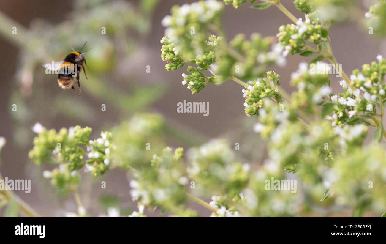 Delicate tiny bee insect hi-res stock photography and images - Alamy