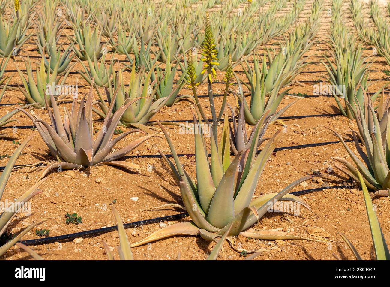 Aloe Vera plants on a farmland Stock Photo
