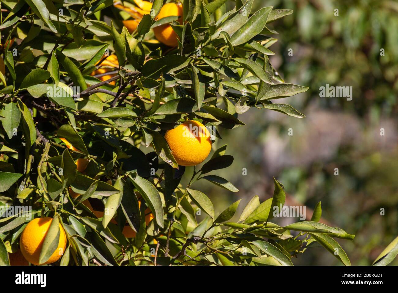 Oranges growing in a tree Stock Photo