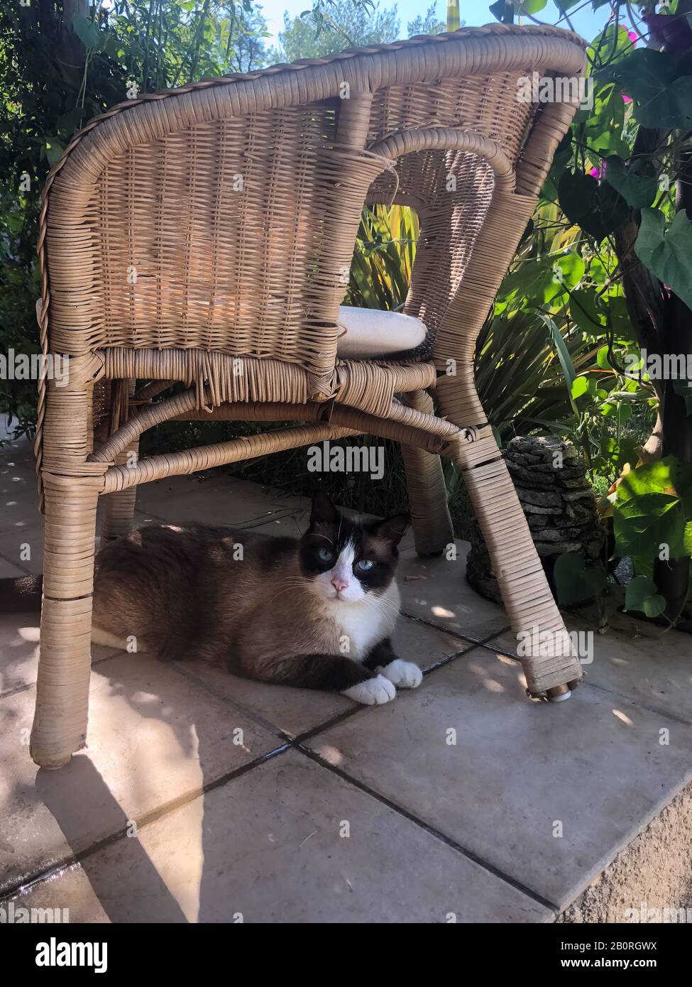 Beautiful cute breed cat sitting under a chair Stock Photo Alamy