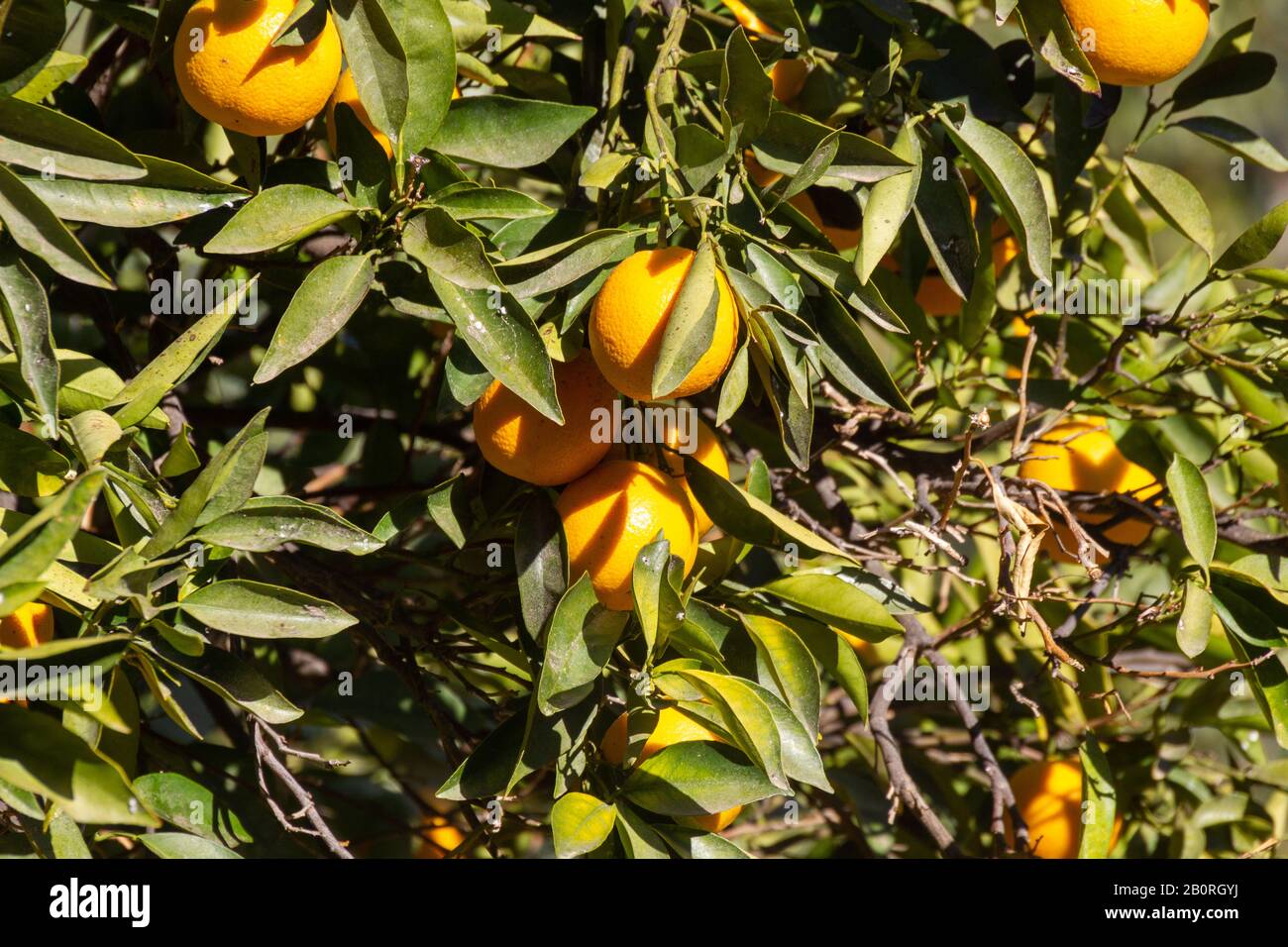 Oranges growing in a tree Stock Photo