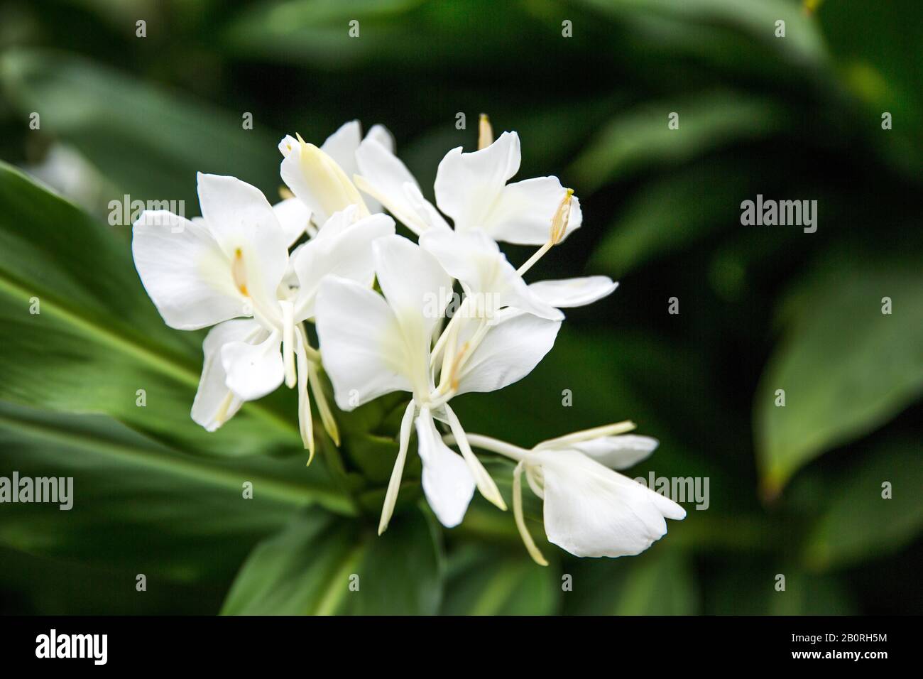 Hedychium Coronarium High Resolution Stock Photography And Images Alamy Hedychium Coronarium High Resolution Stock Photography And Images Alamy