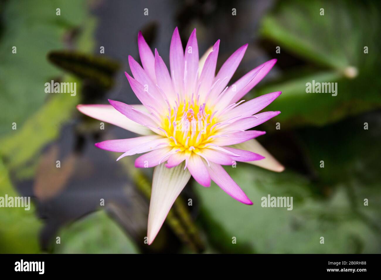 Live Aquatic Pink Hardy Water Lily in Pond with Green Leaves Stock Photo