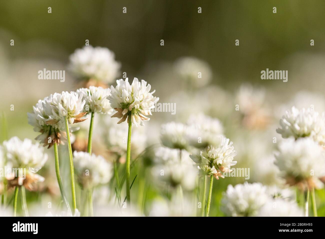 Delicate white clover flowers in the bright summer sunshine Stock Photo