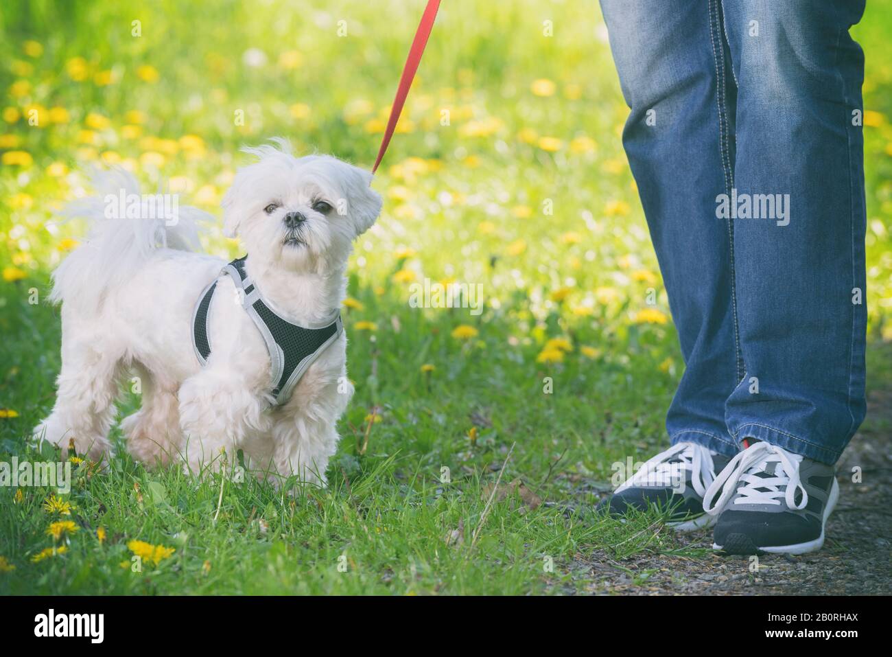 White maltese dog walking with her owner Stock Photo - Alamy