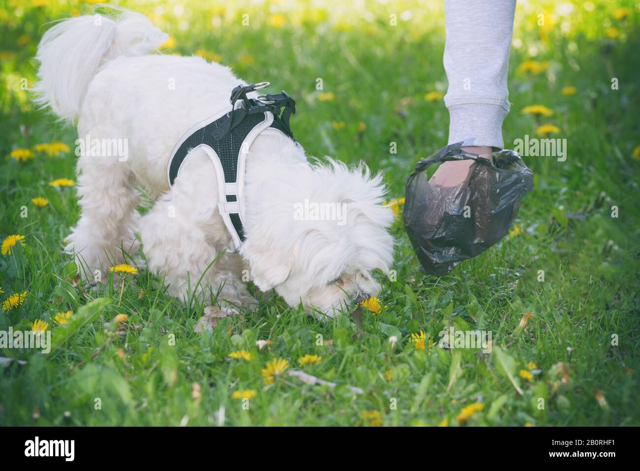 Owner cleaning up after the dog with plastic bag Stock Photo Alamy