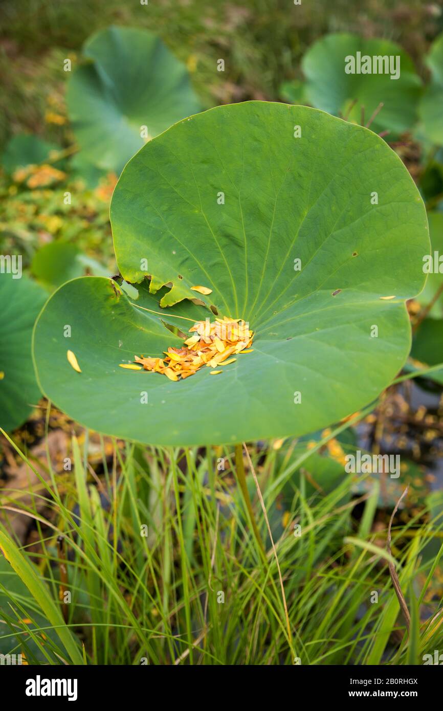 Giant Lotus Water Lily Leaves Gathering Smaller Golden Leaves in Green Pond Stock Photo