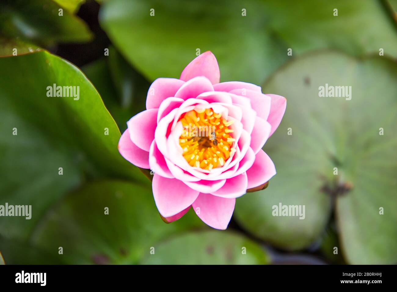 Hardy water lily hi-res stock photography and images - Alamy