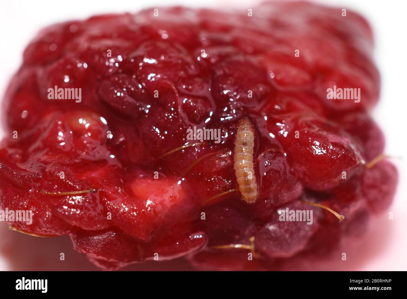 Fruitworm Byturus tomentosus in a red raspberry Stock Photo