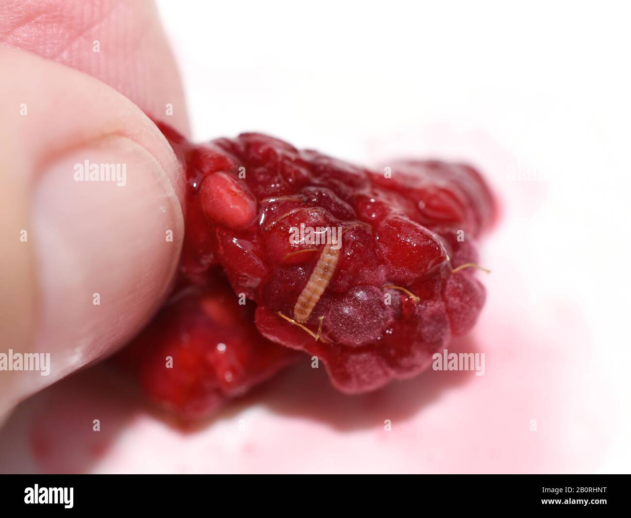 Fruitworm Byturus tomentosus in a red raspberry Stock Photo