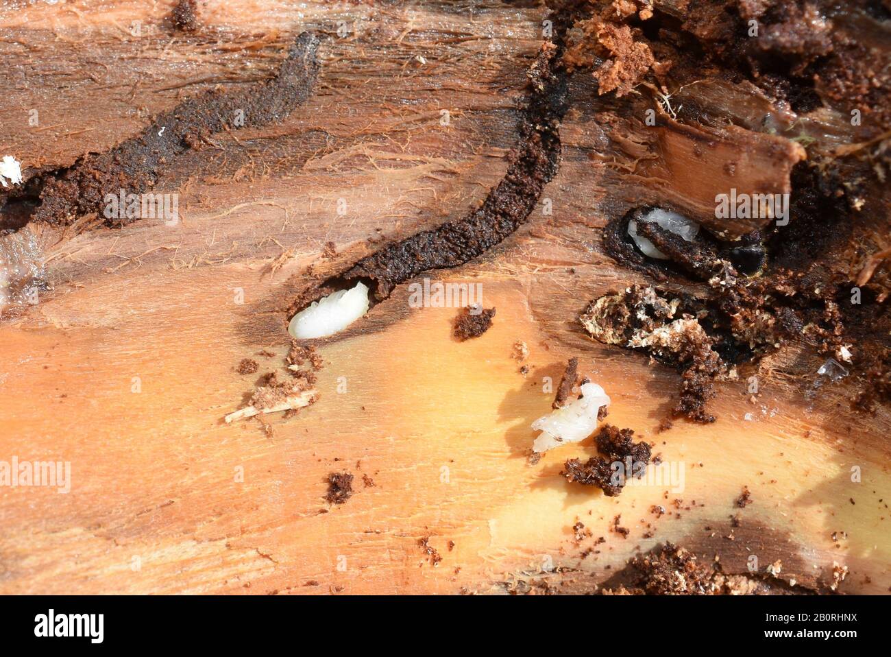 White pupae of european spruce bark beetle Ips typographus  under the bark of a spruce tree Stock Photo