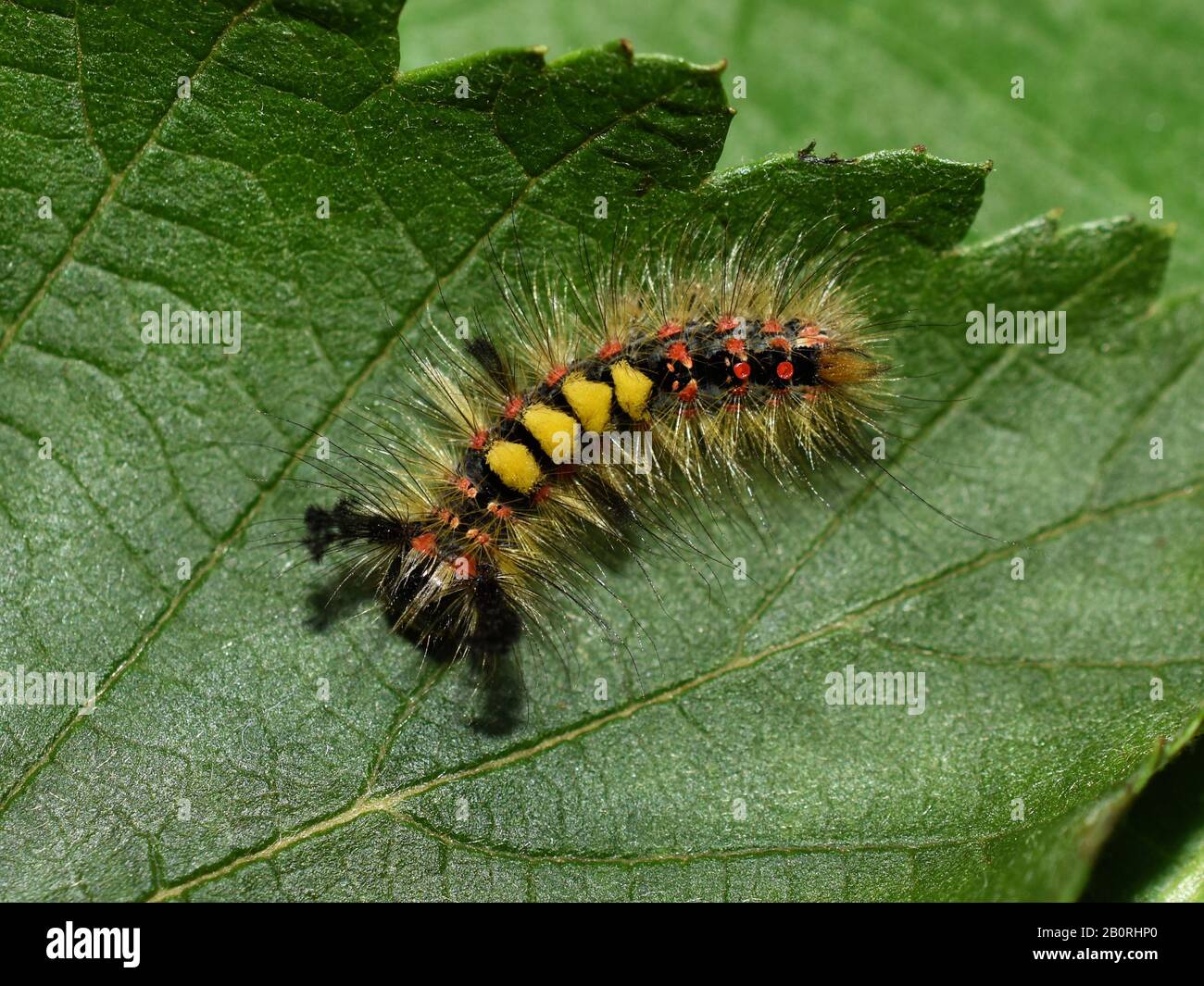 Orgyia antiqua rusty tussock moth caterpillar on a green leaf Stock Photo