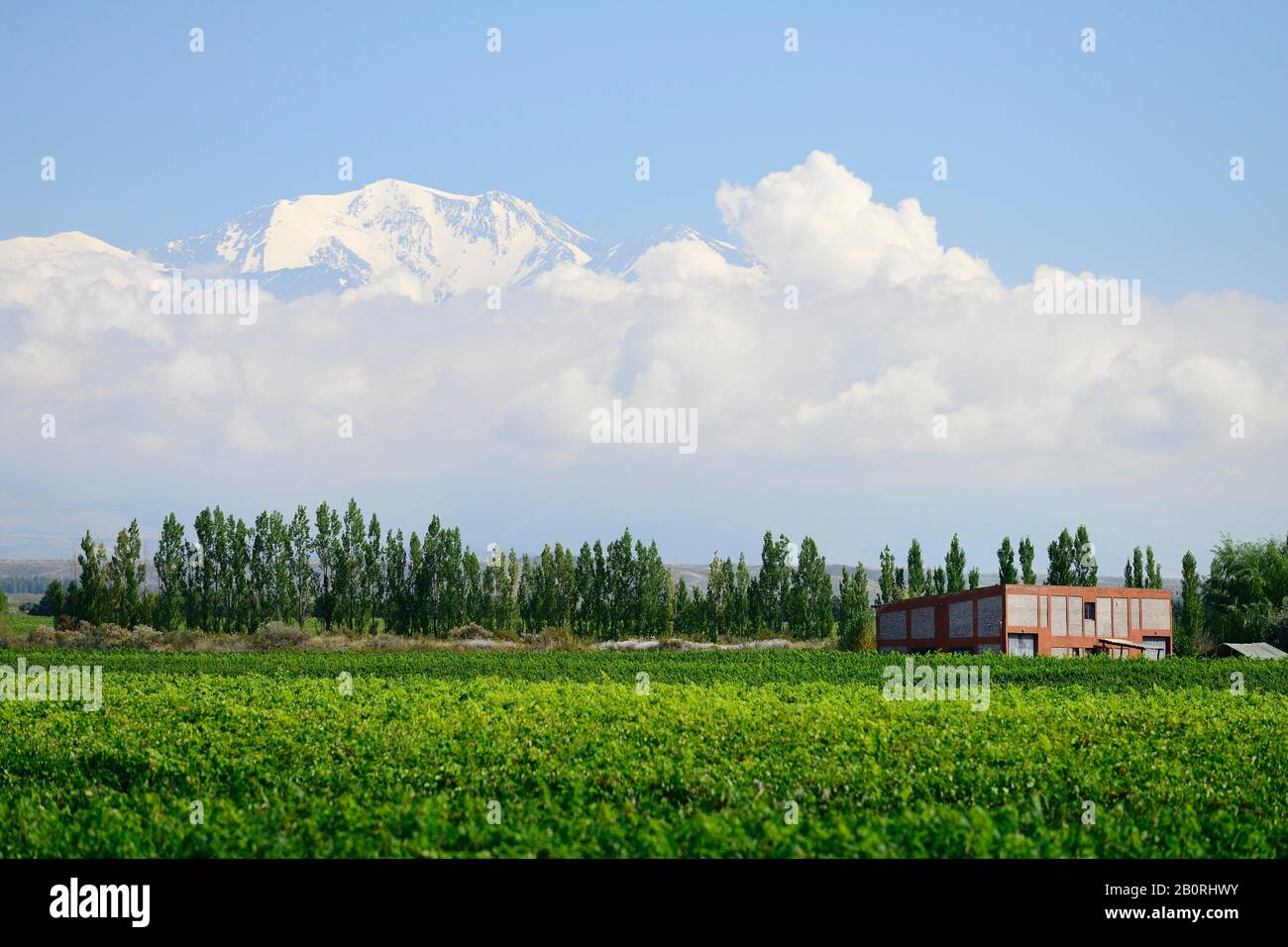 Simple cellar building in the vineyard, in the back Andes with Aconcagua, near Mendoza, Mendoza Province, Argentina Stock Photo