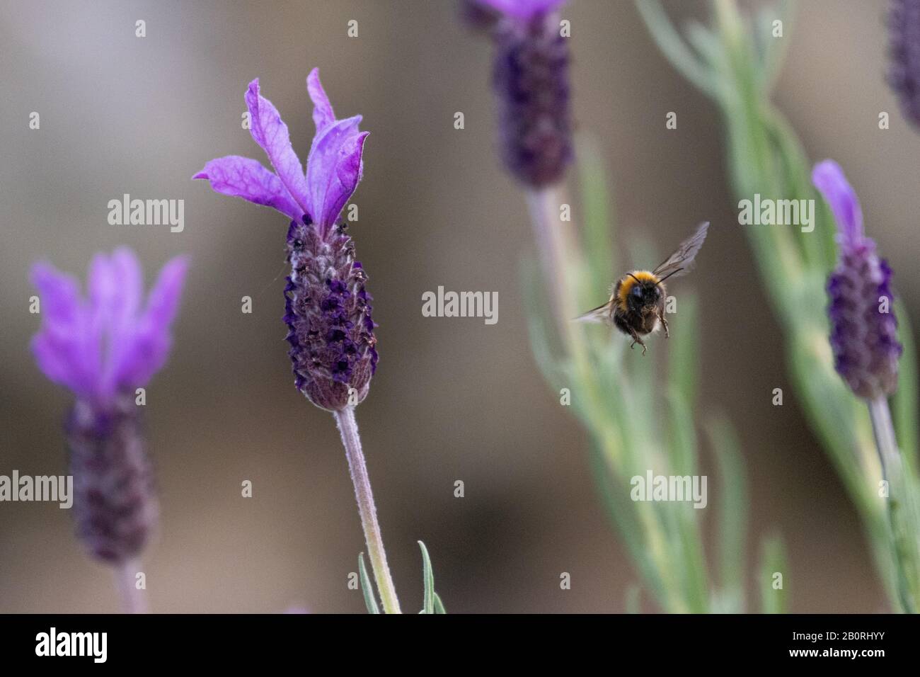 A bee in flight through a patch of vibrant purple lavender flowers Stock Photo