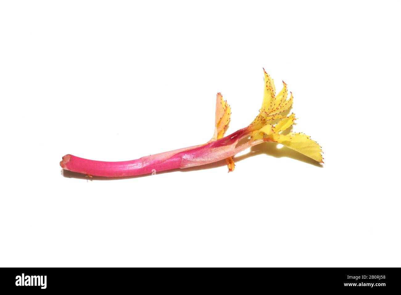 Leaves on rose lacks chlorophyll discolored due to insufficient sunlight Stock Photo