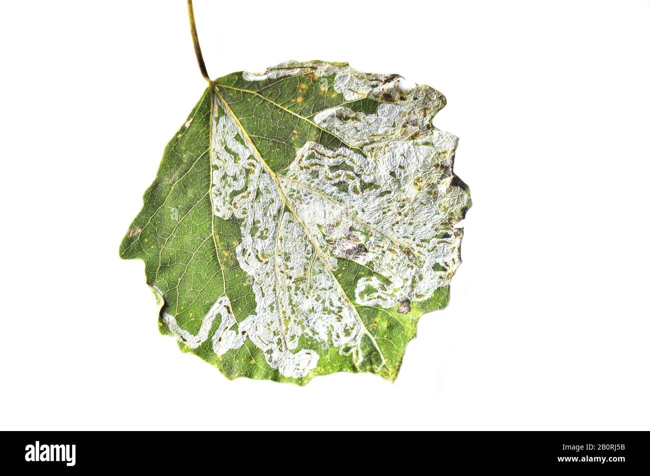 Tracks of leaf mining moth on aspen leaf Stock Photo