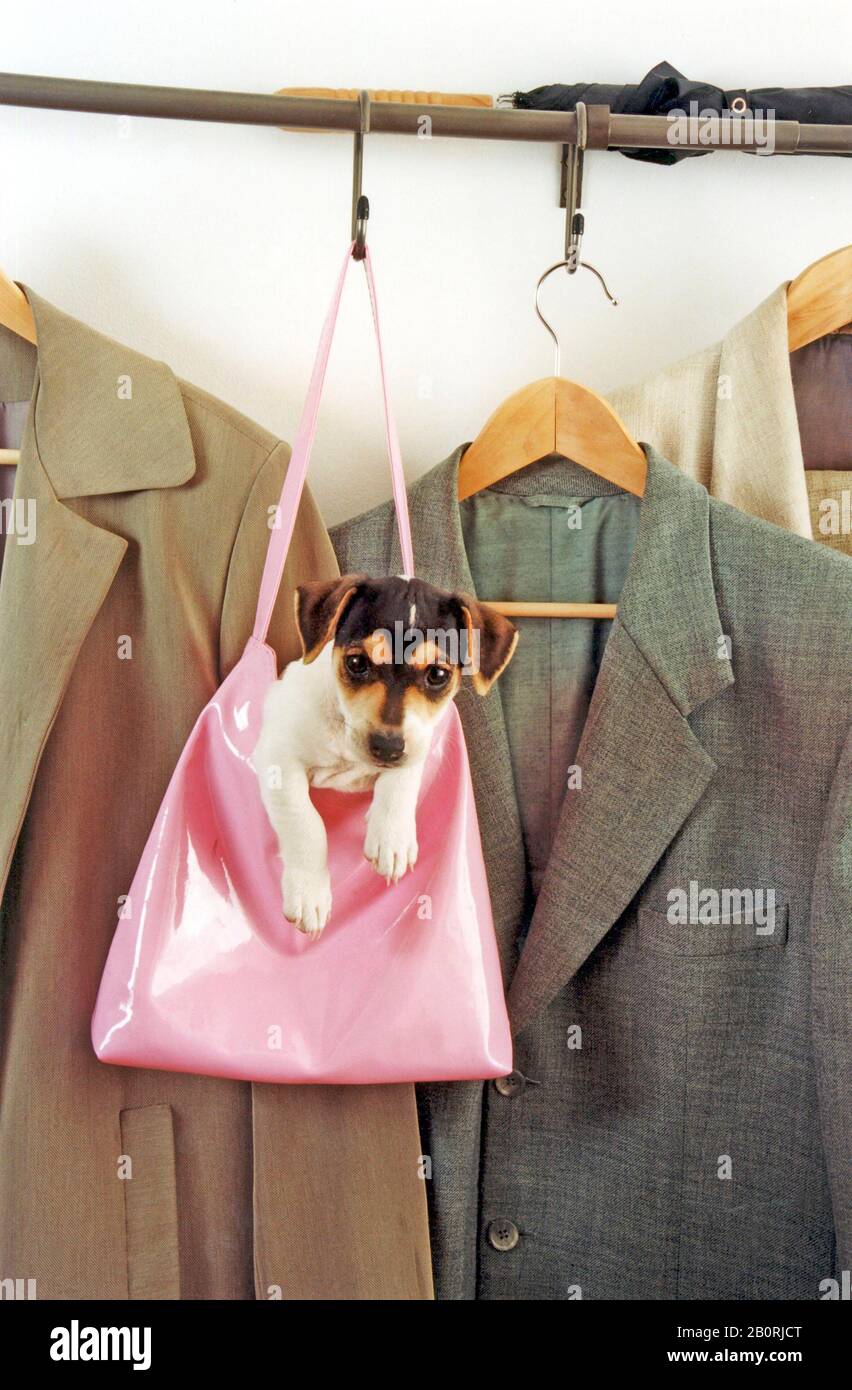 Jack russell terrier in the handbag at the coat rack hires stock