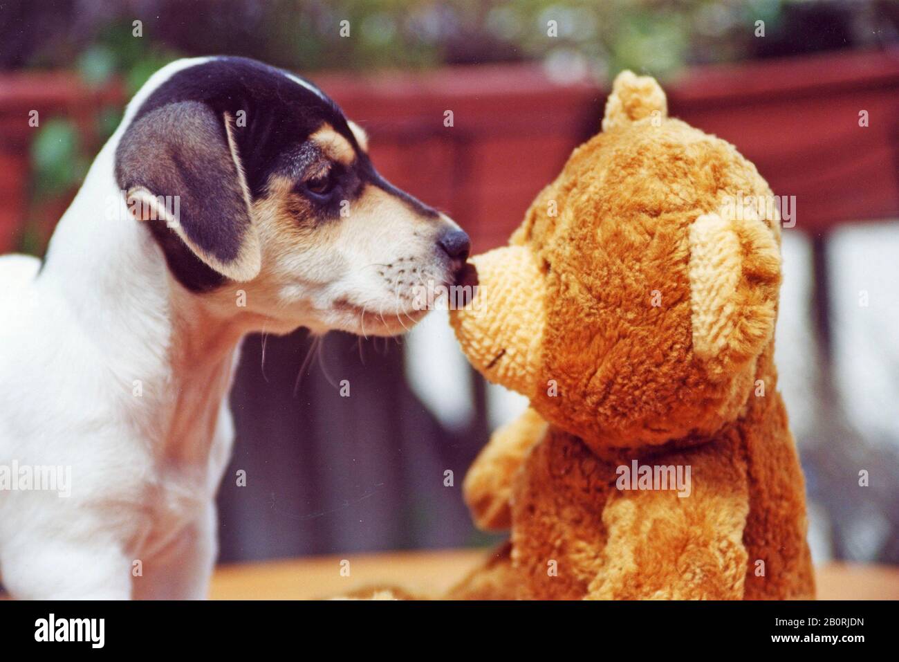 jack russell teddy