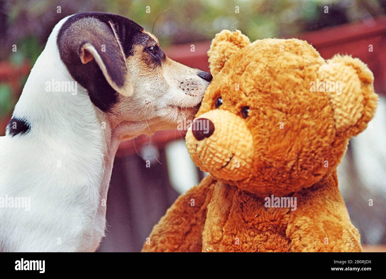 Jack Russell Terrier sniffs Teddy, Germany Stock Photo
