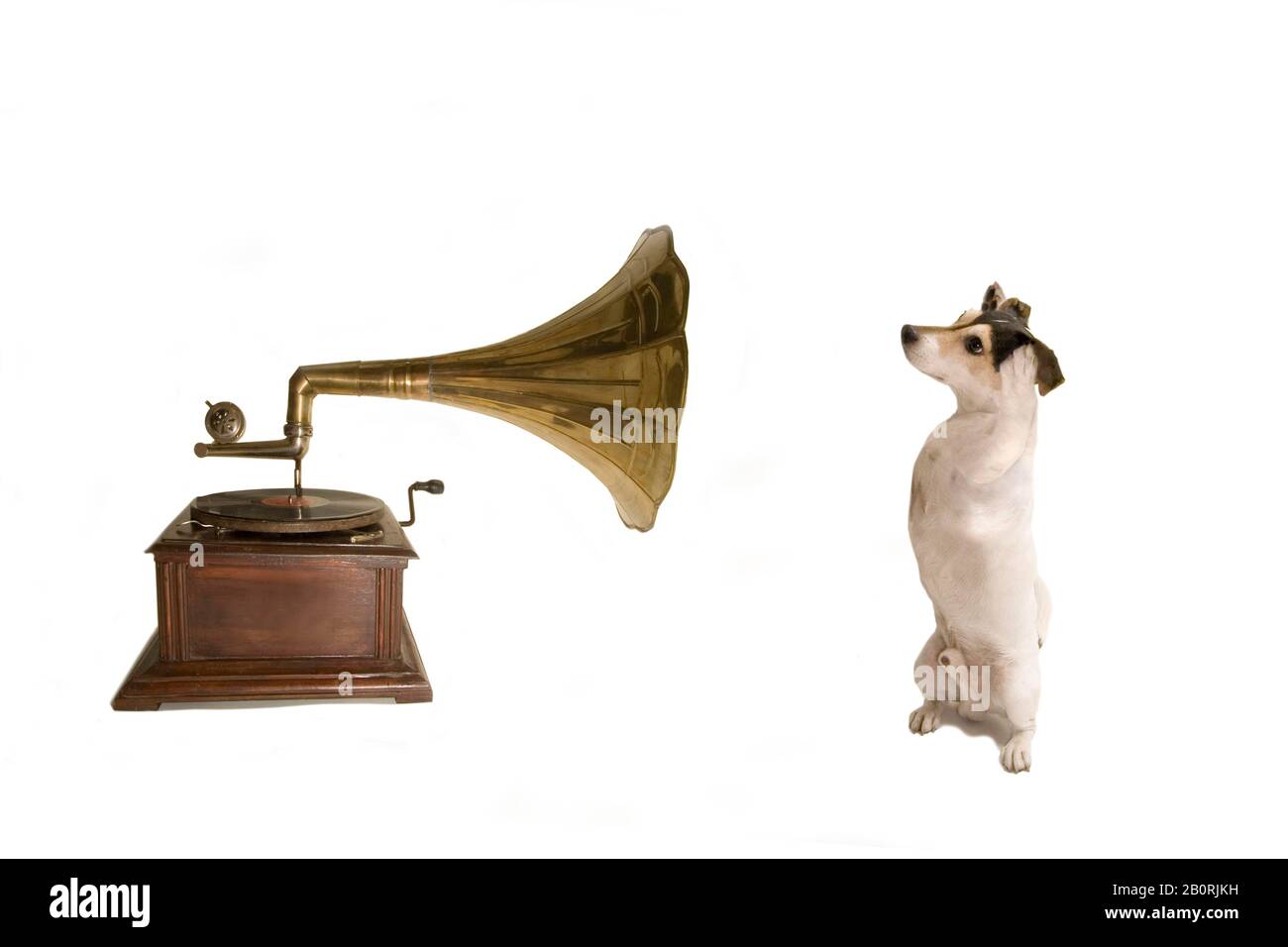 Jack Russell with gramophone, parody on 'His Masters voice', Berlin, Germany Stock Photo