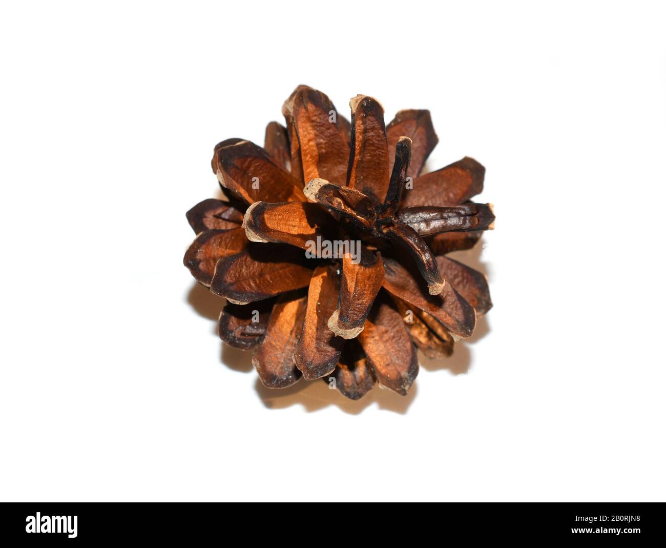 Brown dry pine cone isolated on white background Stock Photo