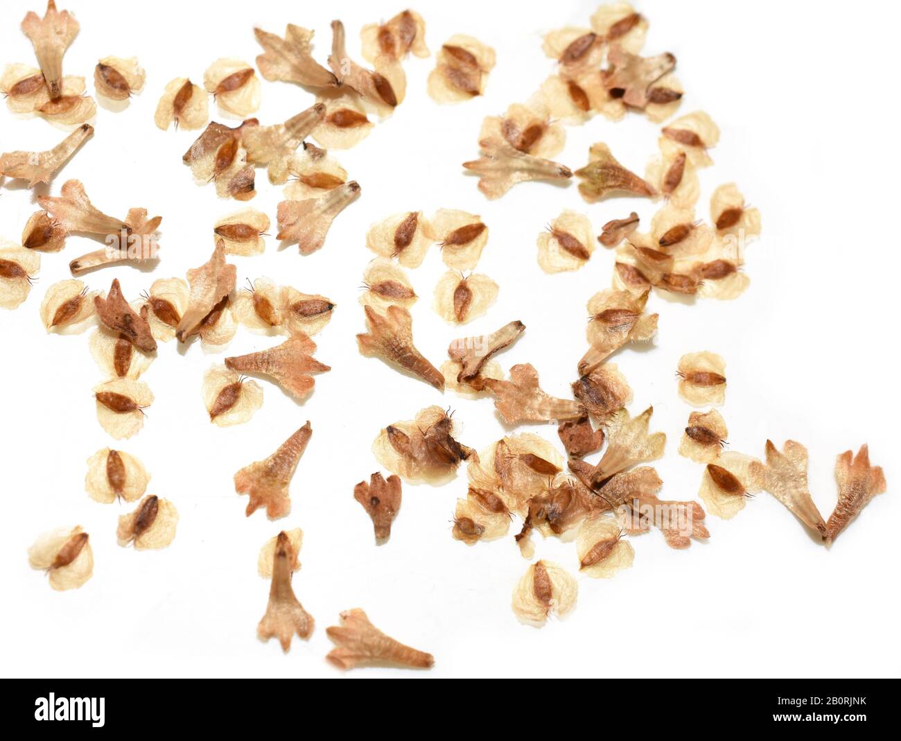 Seed from birch tree isolated on white background Stock Photo