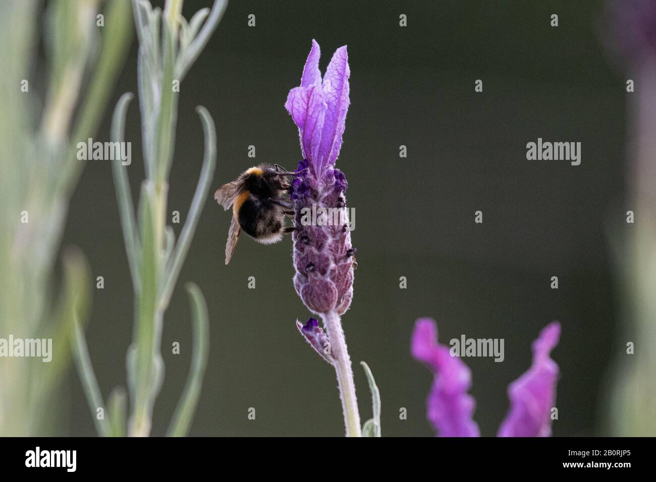 A bee perched on a vibrant purple lavender flower Stock Photo