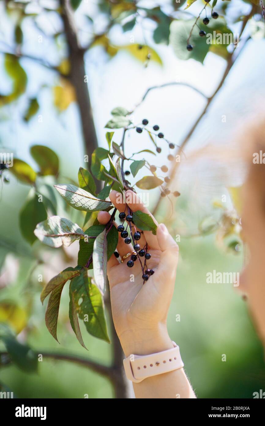 Holding branch. девушка держит веточку. картина девушка с веточкой в руке. рука держит ветвь. афиша юные ботаники.