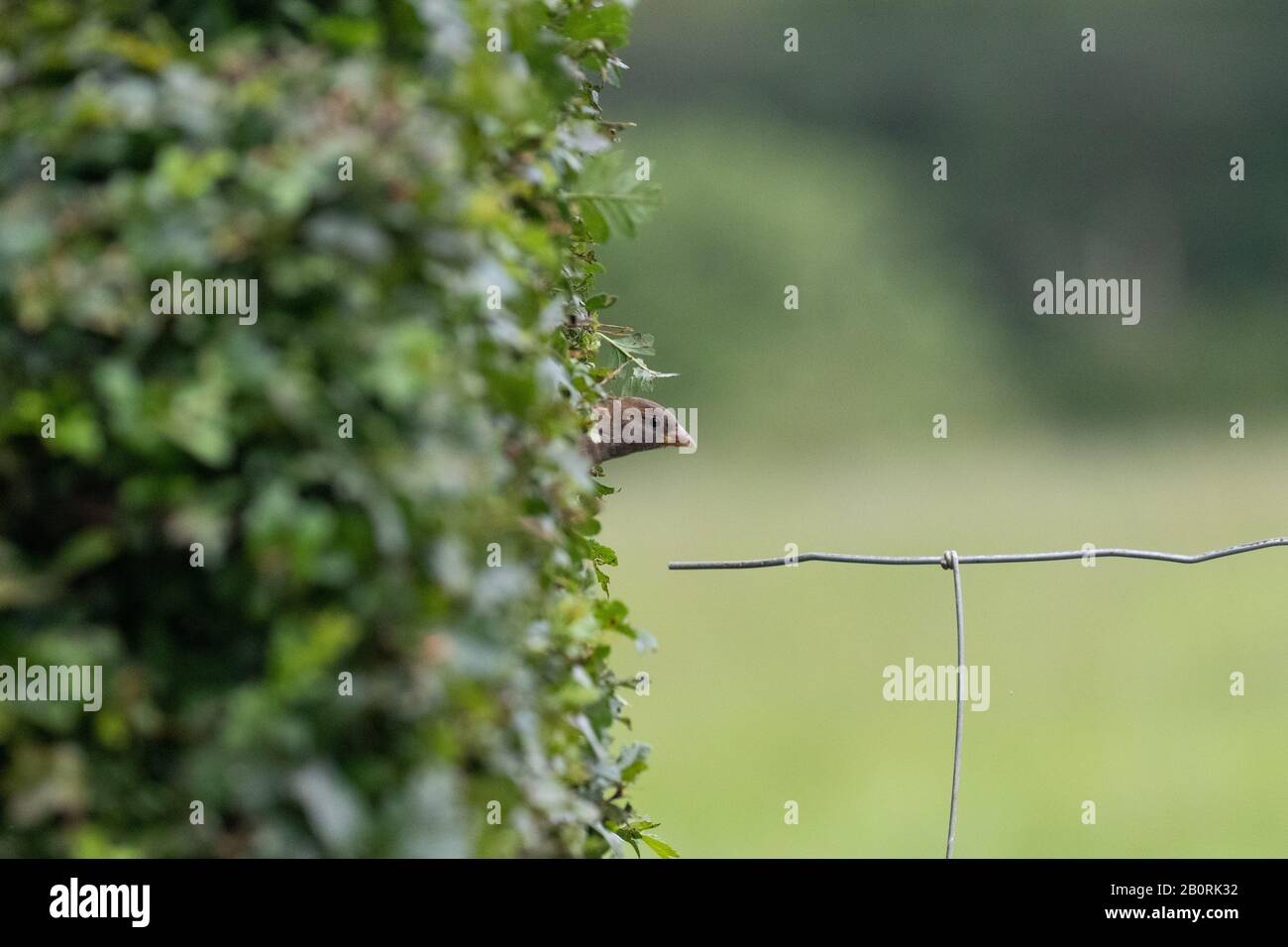 A sparrow cautiously peeking out of a hedgerow with a soft focus background Stock Photo