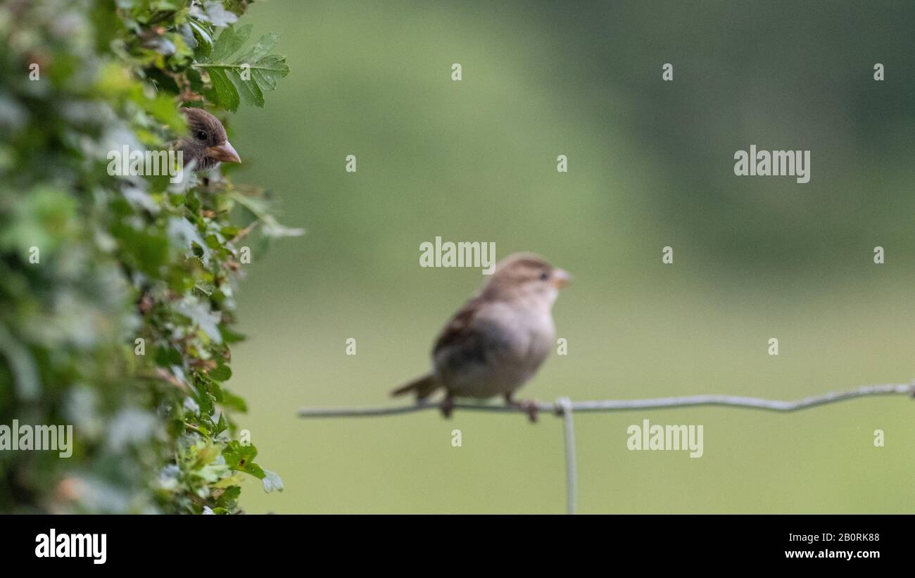 A female sparrow sat on a fence being watched by another sparrow peeking cautiously from a hedgerow Stock Photo