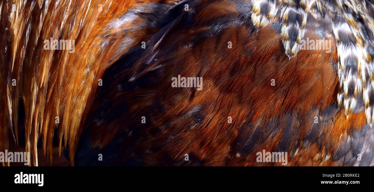 Texture with brown cock feathers Stock Photo - Alamy