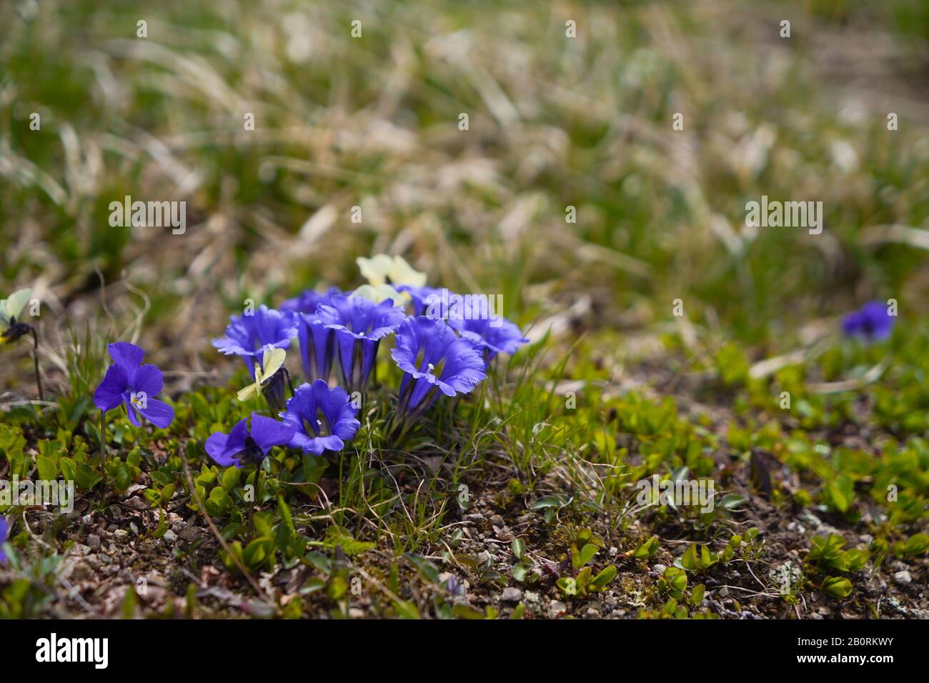 Wonderful blue gentiana flower growing in wildness in altai mountains Stock Photo