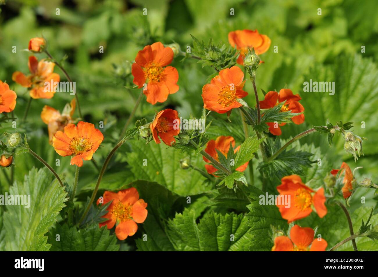 Dwarf orange avens Geum coccineum blooming Stock Photo