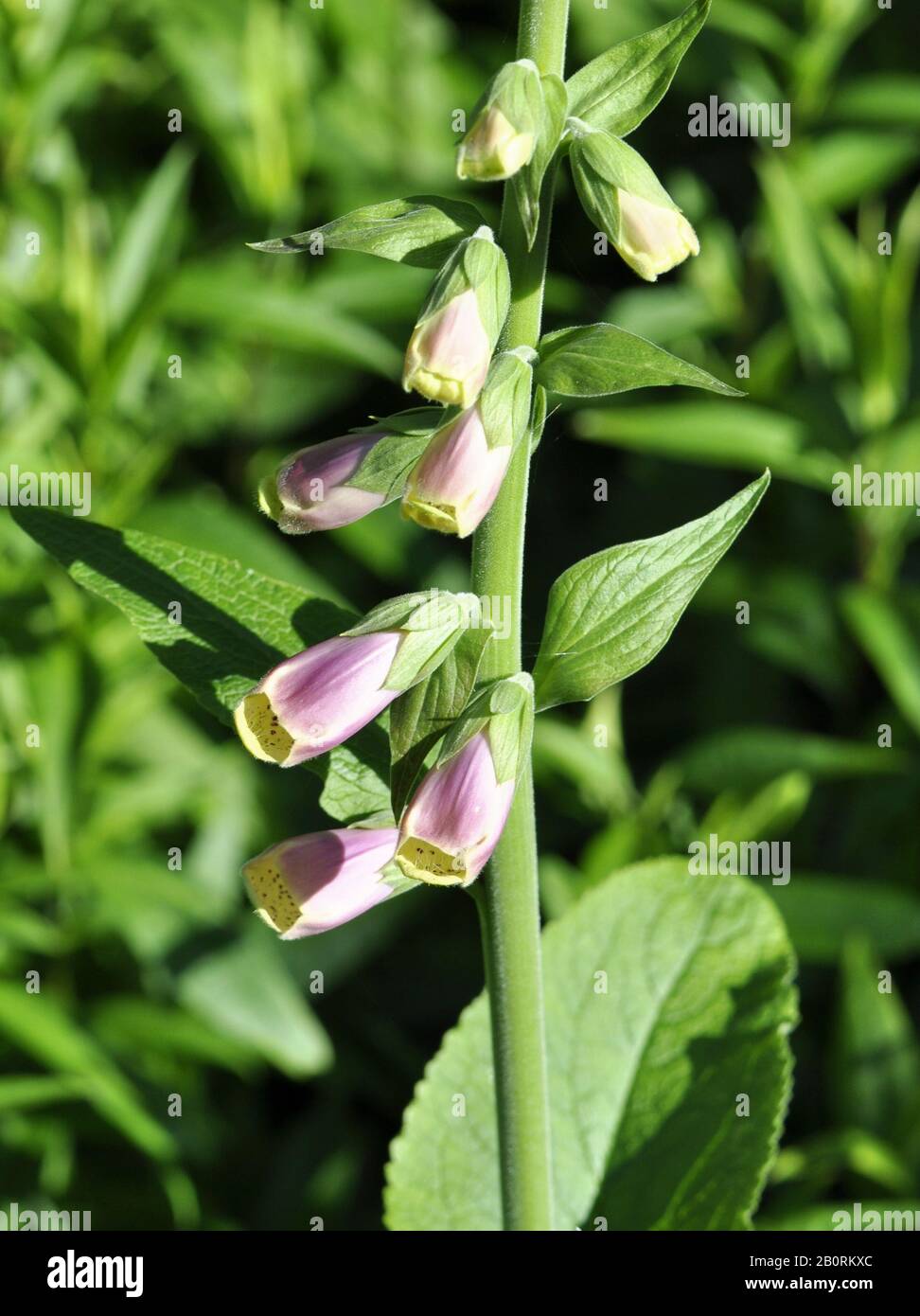 Close Up On Pink Foxglove Flower Of The Poisonous Plant Digitalis Purpurea Buds Stock Photo Alamy