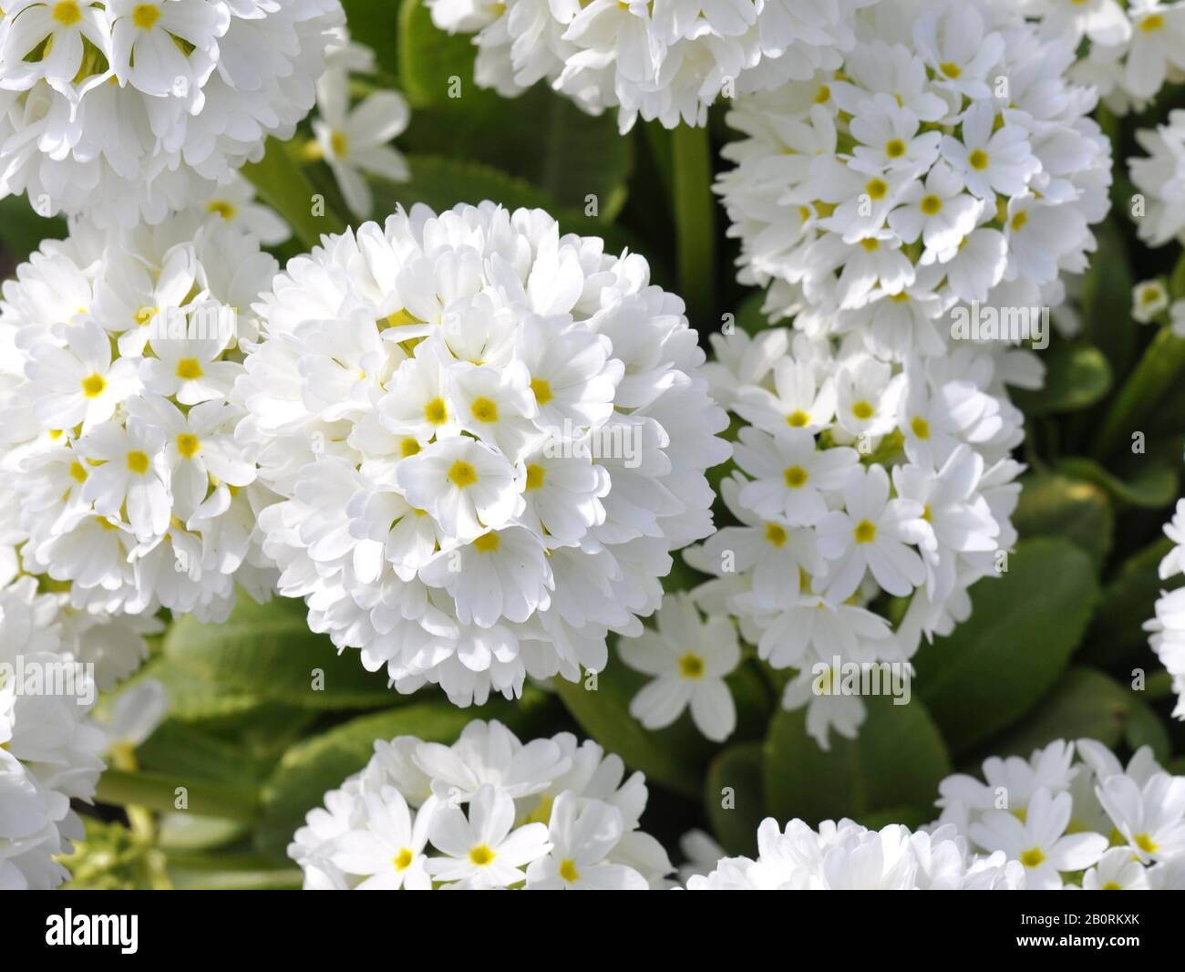 White drumstick primrose Primula denticulata Stock Photo