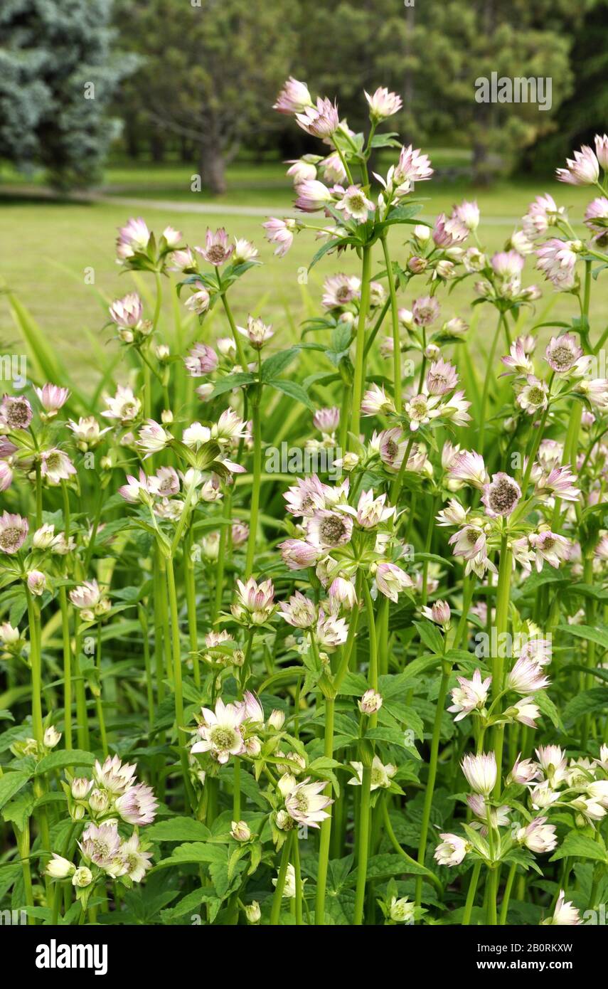 Great masterwort Astrantia major flowering in a garden Stock Photo