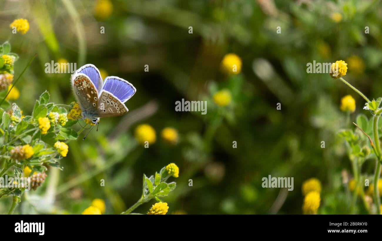 A delicate common blue butterfly perched on a small yellow trefoil flower Stock Photo