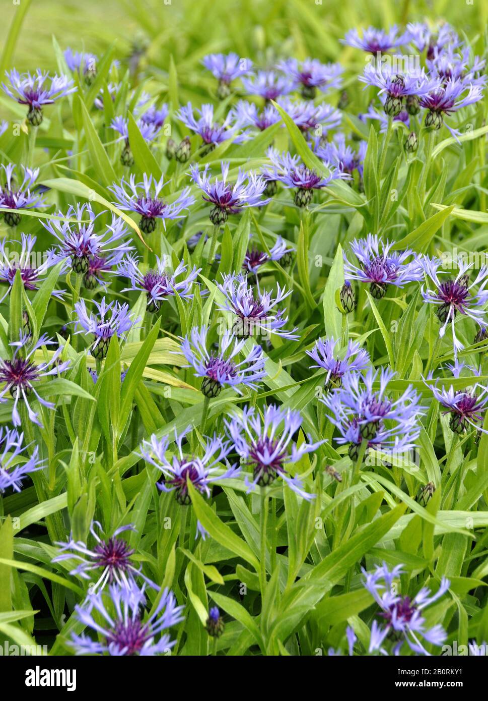 Great blue-bottle Centaurea montana flowers Stock Photo