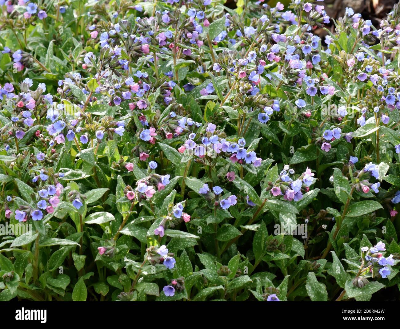 The Bethlehem lungwort Pulmonaria saccharata growing in a garden Stock Photo