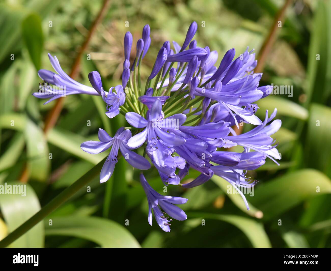 Lily of the Nile Agapanthus africanus blue flowers Stock Photo