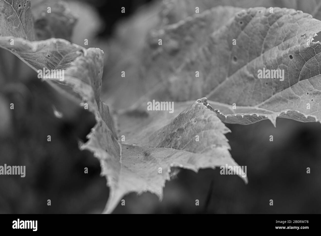 A close up black and white image of a giant hogweed leaf Stock Photo