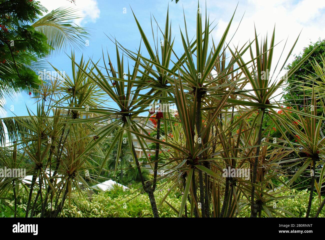 Tall flower arrangements hi-res stock photography and images - Alamy