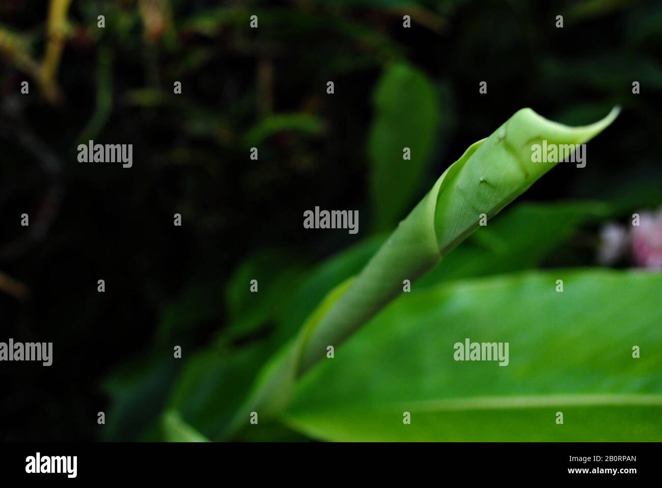 Green leaves in soft focus hi-res stock photography and images - Alamy