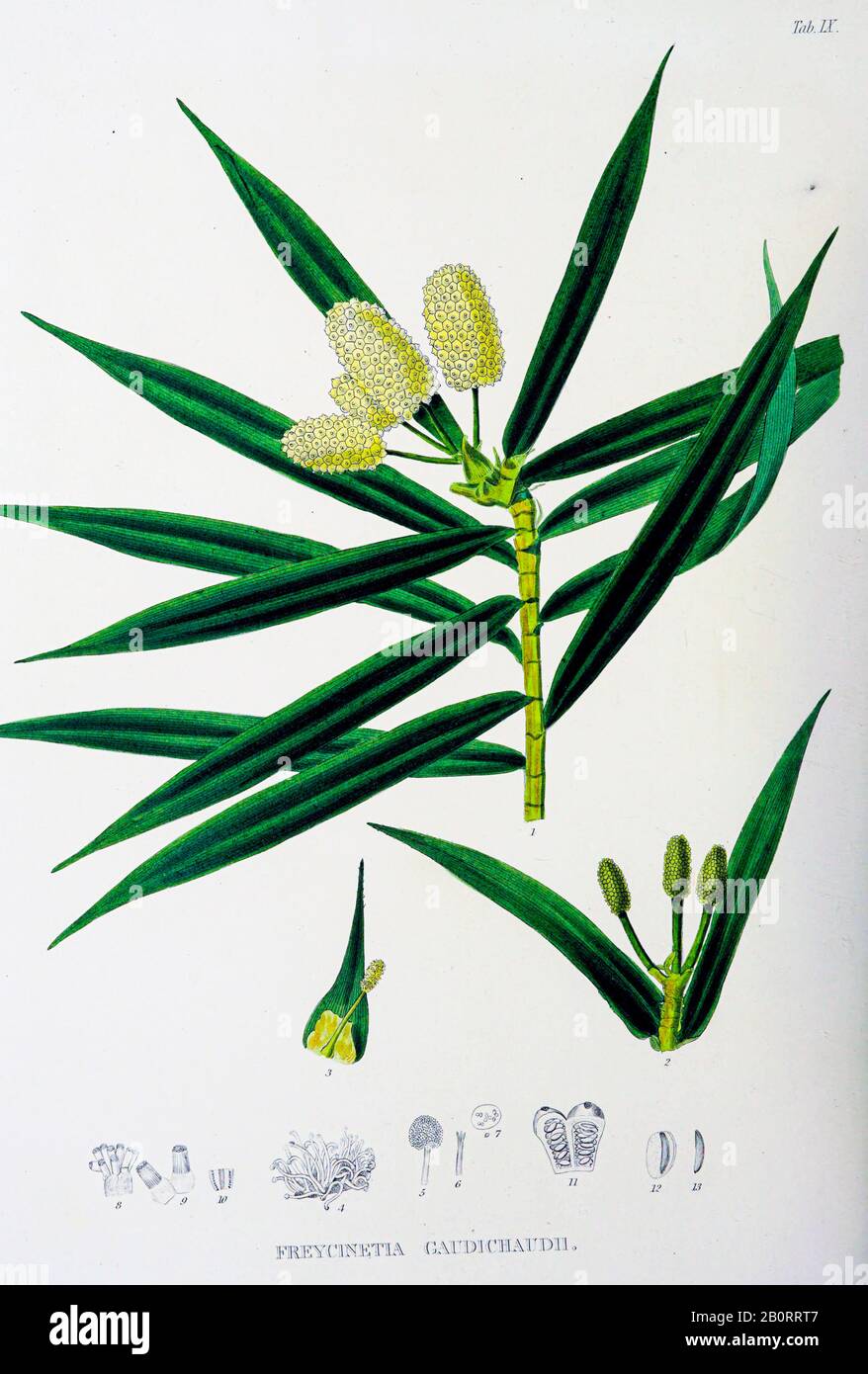Freycinetia Gaudichaudii from the 19th century manuscript 'Plantae Javanicae rariores, descriptae iconibusque illustratae, quas in insula Java, annis Stock Photo