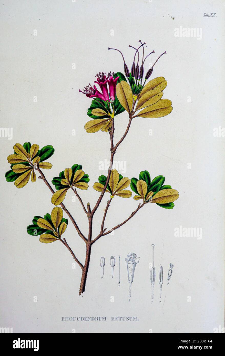 Rhododendron retusum (Rhododendrum retusum) from the 19th century manuscript 'Plantae Javanicae rariores, descriptae iconibusque illustratae, quas in Stock Photo