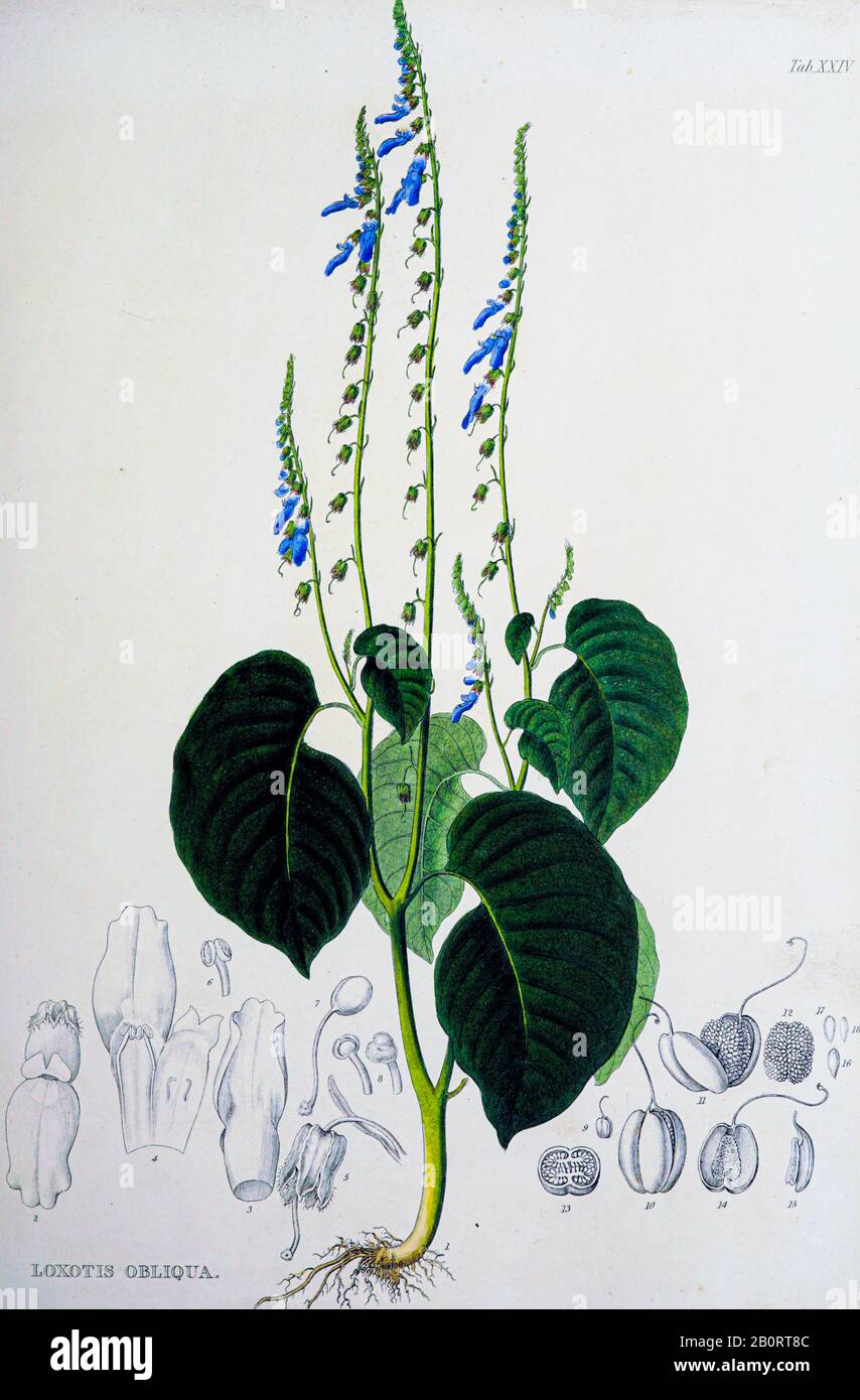Loxotis obliqua from the 19th century manuscript 'Plantae Javanicae rariores, descriptae iconibusque illustratae, quas in insula Java, annis 1802-1818 Stock Photo