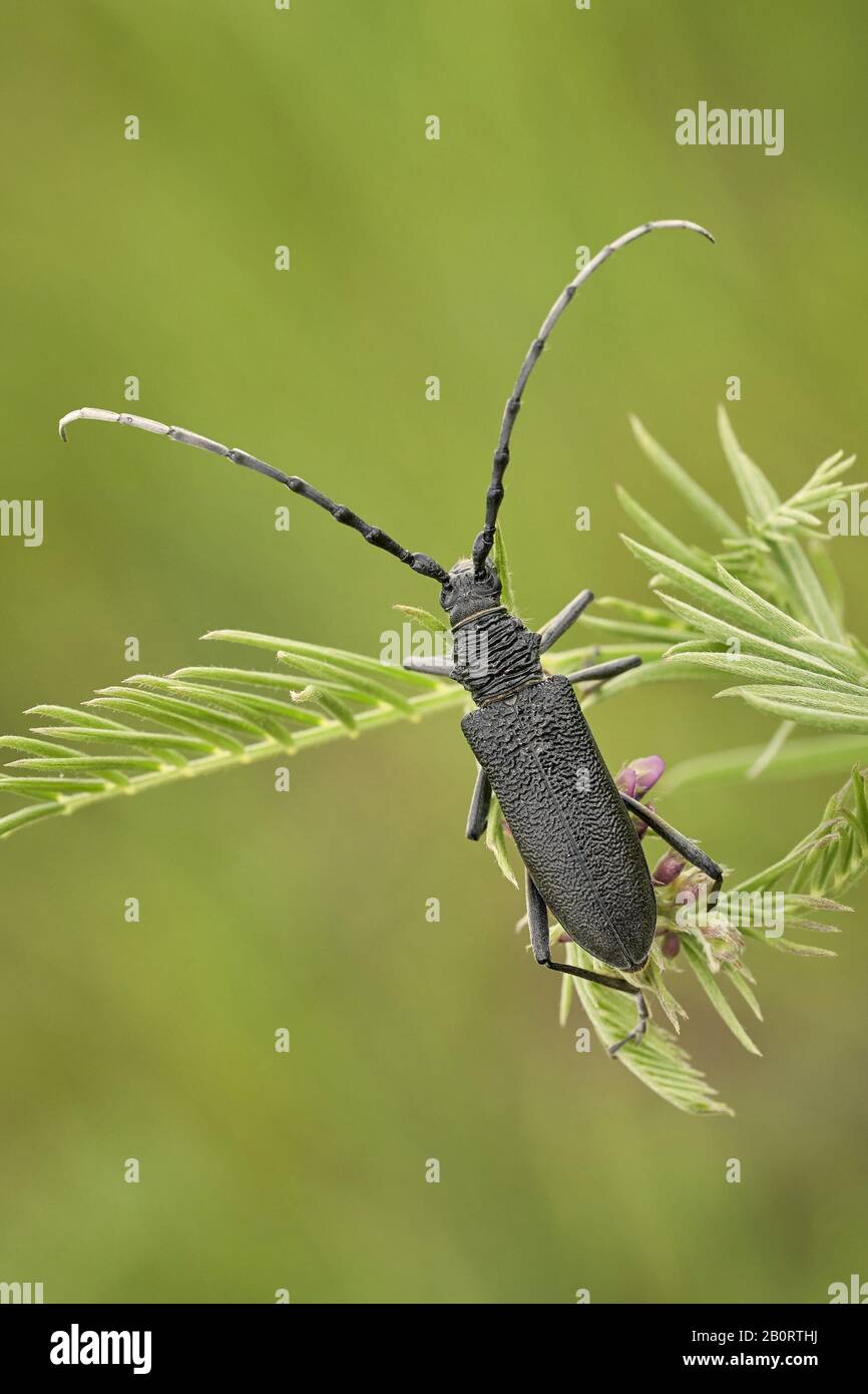 The capricorn beetle Cerambyx scopolii in Czech Republic Stock Photo