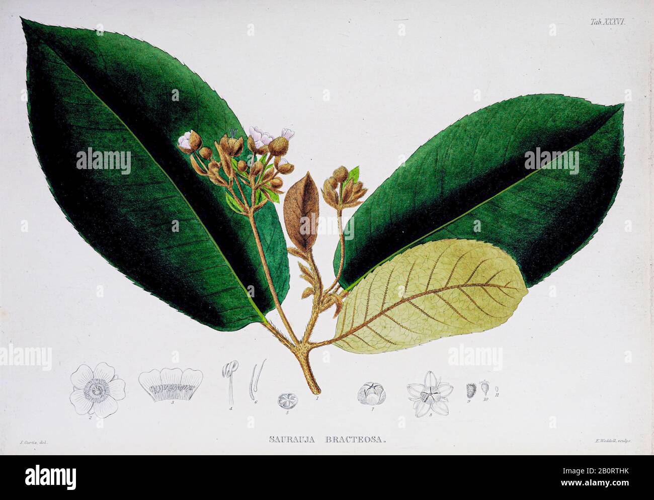 Saurauia bracteosa (Saurauja bracteosa) from the 19th century manuscript 'Plantae Javanicae rariores, descriptae iconibusque illustratae, quas in insu Stock Photo