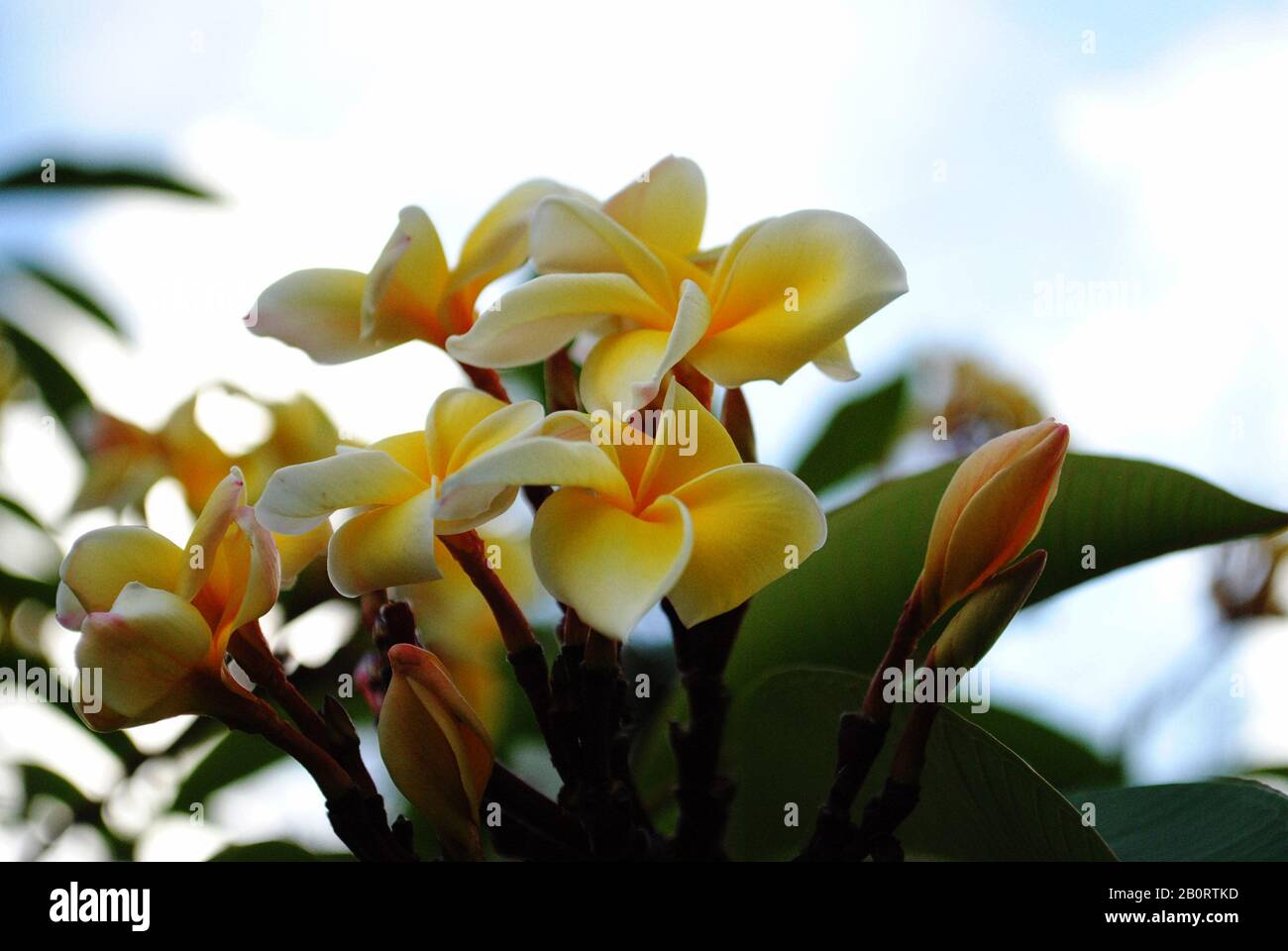 Frangipani plumeria saipan hi-res stock photography and images - Alamy