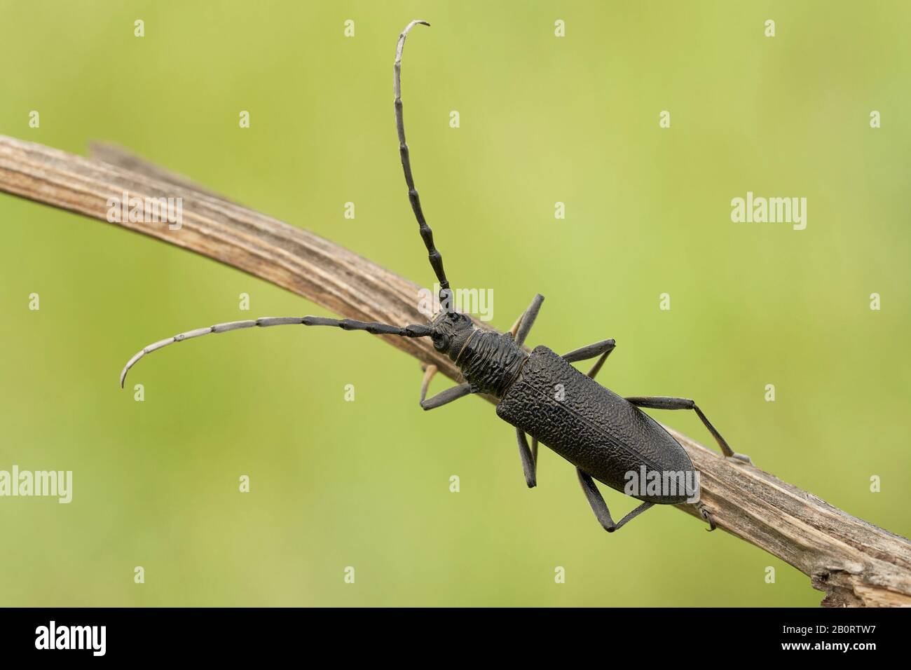 The capricorn beetle Cerambyx scopolii in Czech Republic Stock Photo
